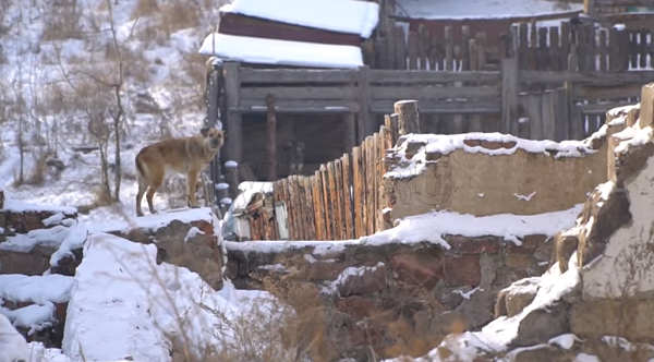В Улан-Удэ перенесут приют для собак «Надежда»