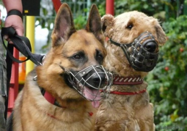 В Бурятии объявили бесплатную стерилизацию домашних собак
