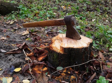 За незаконную вырубку девяти деревьев сельчанина приговорили к полутора годам принудительных работ 
