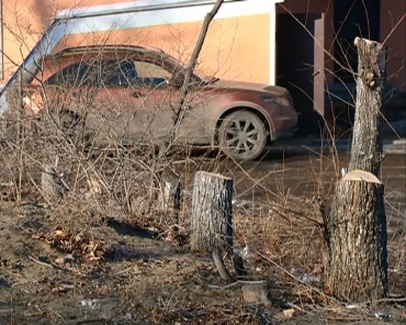 В центре  Улан-Удэ срубили более 30 деревьев