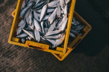 В Бурятии будут судить предпринимателя за незаконный оборот рыбной продукции 