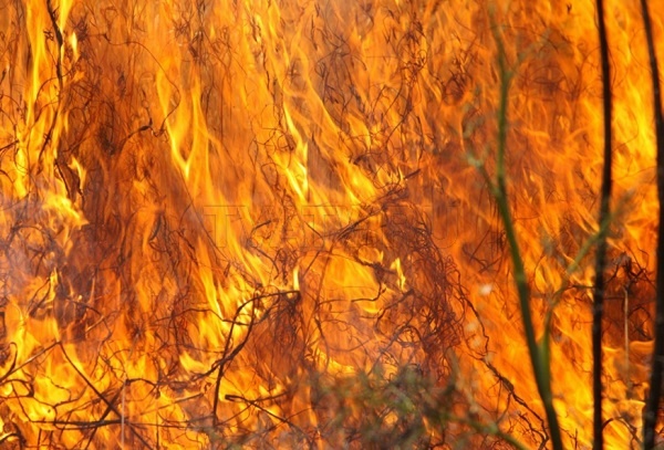 В Бичурском районе Бурятии ввели режим ЧС из-за пожара
