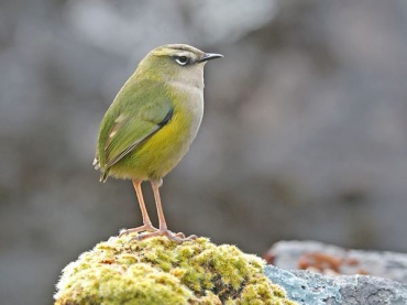 В Новой Зеландии ученые нашли впадающую в спячку птицу