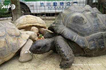 В Японии из зоопарка сбежала гигантская черепаха