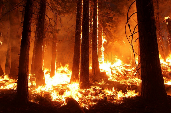 В горах Бурятии обнаружен лесной пожар