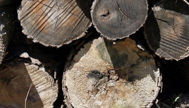 В Бурятии усилят меры против незаконных заготовок древесины