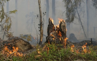 В Бурятии потушили лесные пожары на 40 га