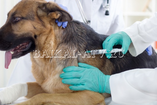 В Улан-Удэ продолжается вакцинация животных против бешенства