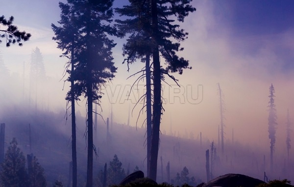 В Бурятии потушили 7 лесных пожаров