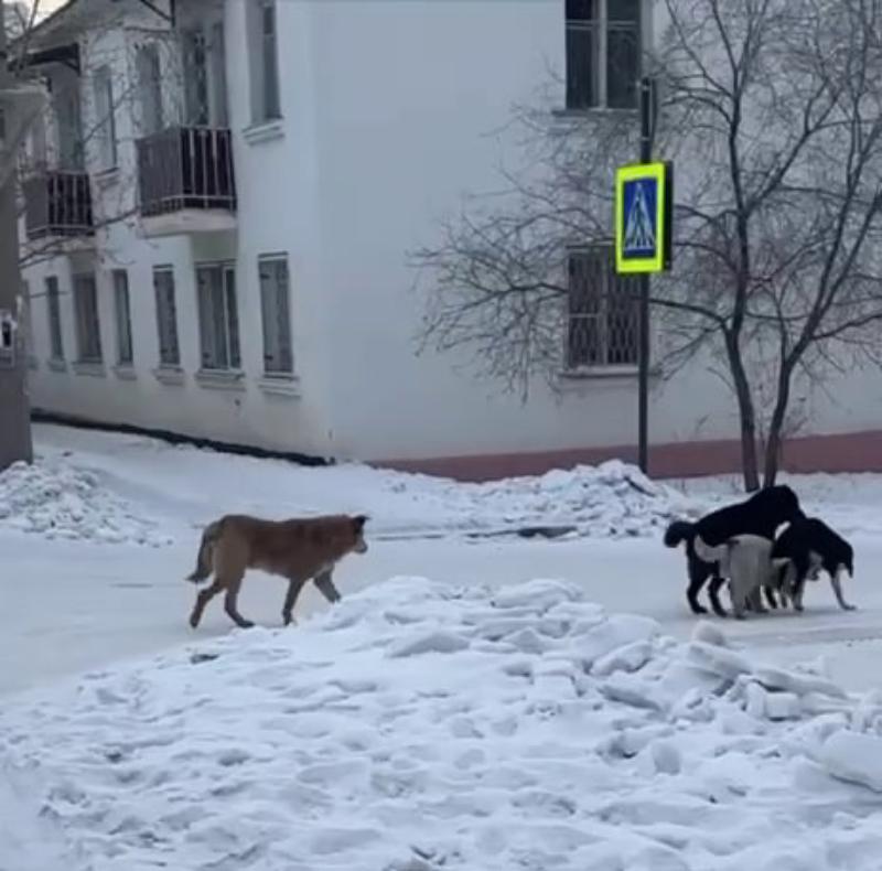 В Бурятии жительница Гусиноозерска спасла мальчика, окруженного собаками В Бурятии жительница Гусиноозерска спасла мальчика, окруженного собаками