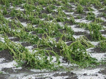 Град побил урожай в Закаменском районе