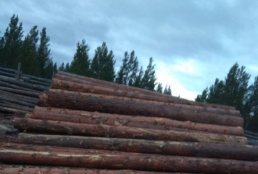 В Бурятии банда "черных" лесорубов заготовила лес на 9 млн рублей