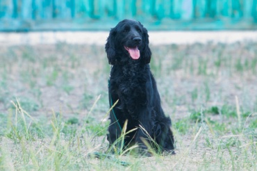 В Улан-Удэ служебная собака задержала наркомана