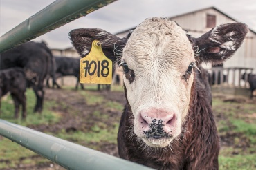 В Бурятии десять фермеров отказались участвовать в вакцинации скота 