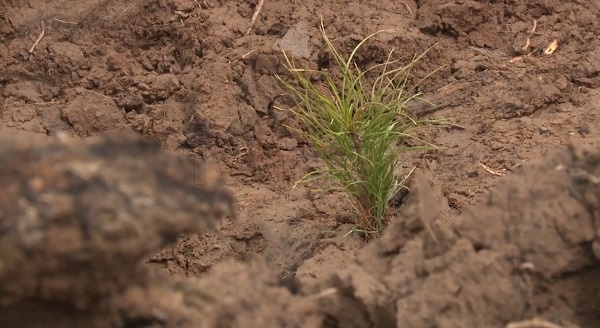 В Тарбагатайском районе высадили 40 тысяч деревьев 