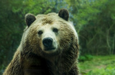 В Байкальском заповеднике провели медвежью перепись