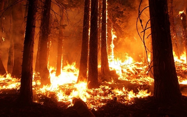 В Бурятии потушили 5 лесных пожаров