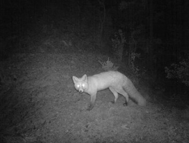 В Бурятии могут разрешить охоту на лис в ночное время