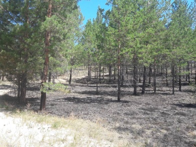 В Селенгинском районе задержали виновника лесного пожара
