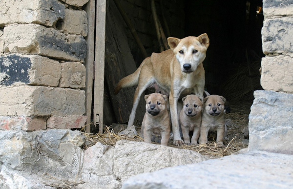 Мэры сибирских и дальневосточных городов объединяются против бездомных собак