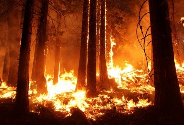 В Бурятии тушат почти тысячу га горящего леса