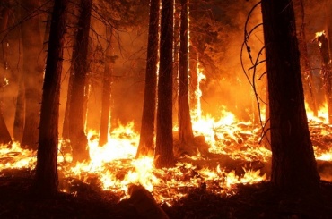 В Бурятии потушили 6 лесных пожаров