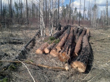 В Бурятии «чёрные» лесорубы спрятались в лесу