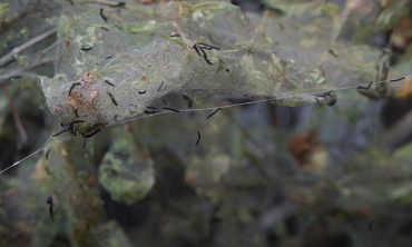 Гусеницы атакуют! Жители ПВЗ рискуют остаться без деревьев