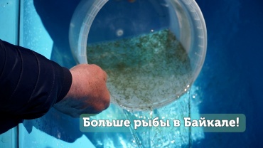 Больше рыбы в Байкале! В Кабанском районе выпустили личинки омуля