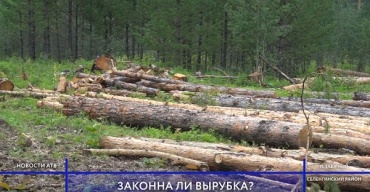 В Бурятии жители жалуются на вырубку лесов вблизи реки Темник