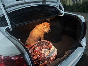 Улан-удэнские полицейские помогли сбитой машиной собаке вернуться домой