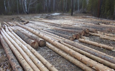 Жителей Бурятии поймали на заготовке древесины
