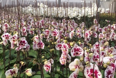 Бурятские орхидеи вышли на рынки Красноярска и Владивостока