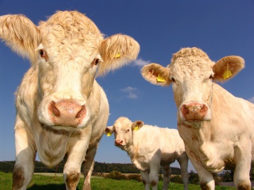 В Бурятии фермеры отказываются вакцинировать свой скот 