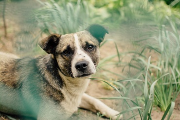 Зоозащитники Бурятии привезли бездомных собак на площадь Советов 
