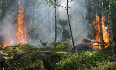 В Бурятии тушат лесной пожар в Баргузинском заповеднике