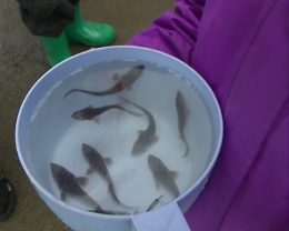 В Селенгу выпустили полмиллиона мальков царской рыбы