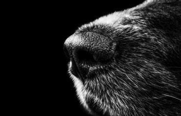 Ученые в Финляндии научили собак распознавать зараженных коронавирусом
