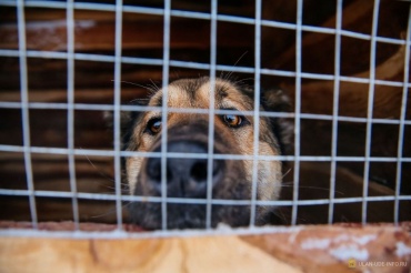 Более 200 собак из приюта ищут своих хозяев