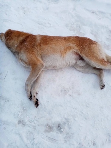В Улан-Удэ неизвестные убивают собак