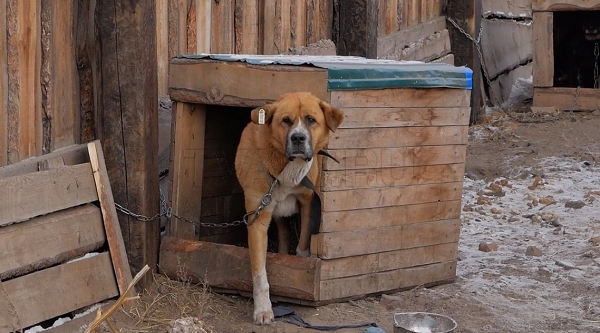 Усыпление собак в Бурятии. Зоозащитники пытаются срочно пристроить животных