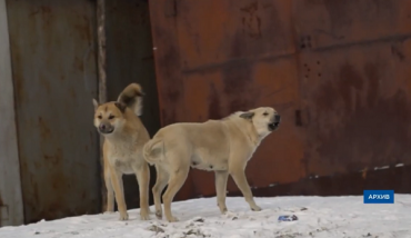 Санкции ударили по бродячим собакам в Улан-Удэ