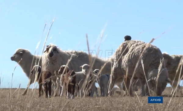 Лайфхаки по выпасу овец от министра сельского хозяйства Бурятии