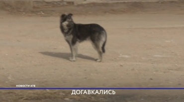 В Улан-Удэ стартовал отлов бродячих собак
