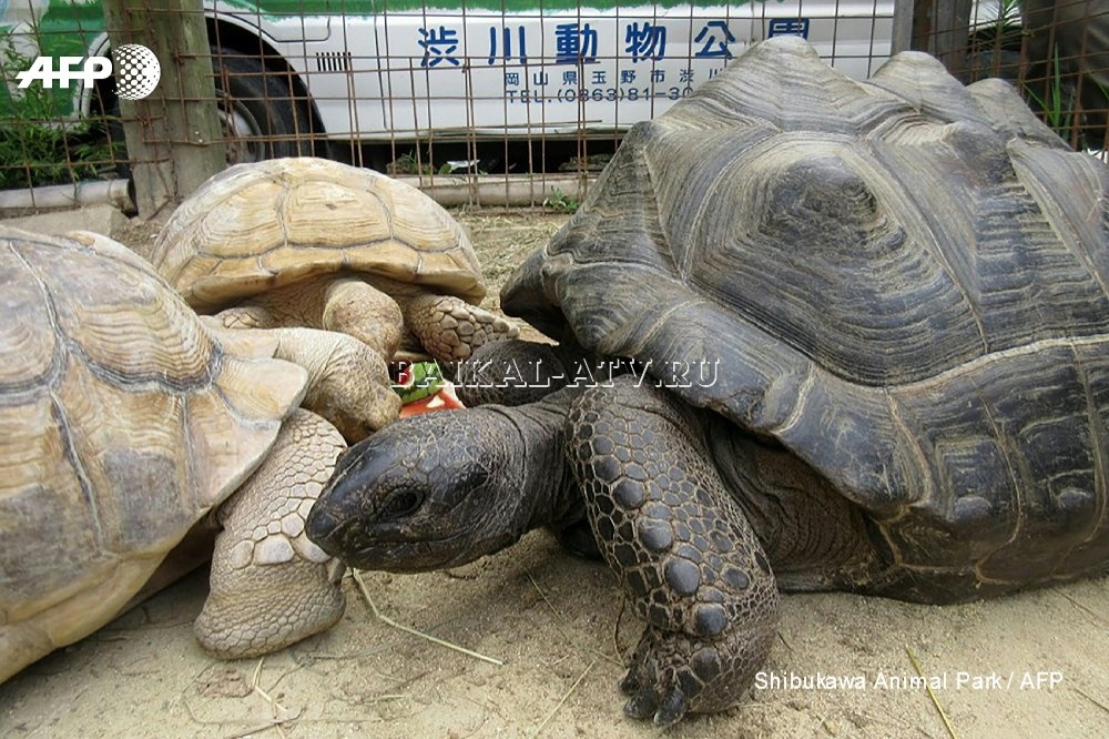 В Японии из зоопарка сбежала гигантская черепаха