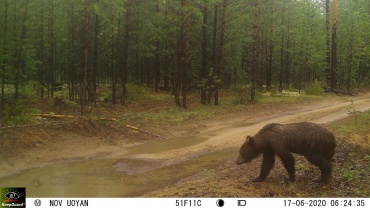 В Бурятии медведь позирует перед фотоловушкой