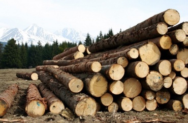 В Бурятии возбудили уголовное дело по факту вырубки леса на 1,3 млн рублей