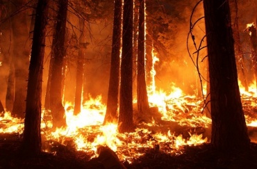 В Бурятии по вине человека сгорели 115 га леса