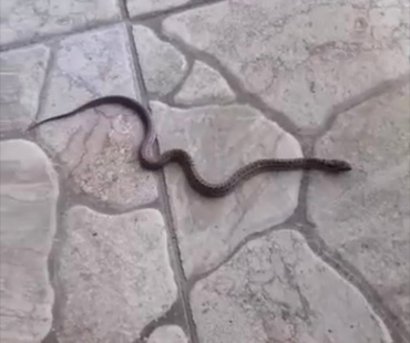 В Бурятии змеи заползают к людям в дома  