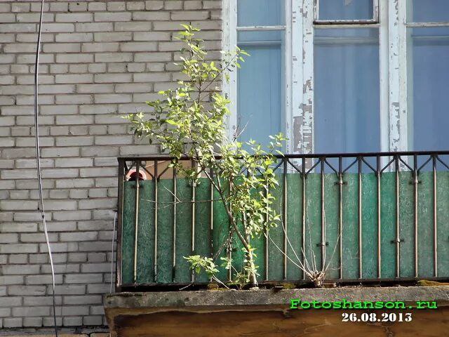 Дерево выросло на балконе одного из домов в Улан-Удэ Дерево выросло на балконе одного из домов в Улан-Удэ